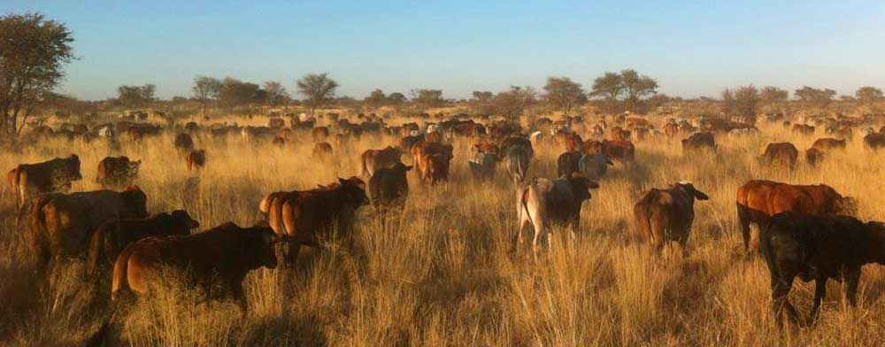 free renging grass fed cattle